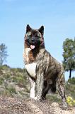 AKITA AMERICAIN 256